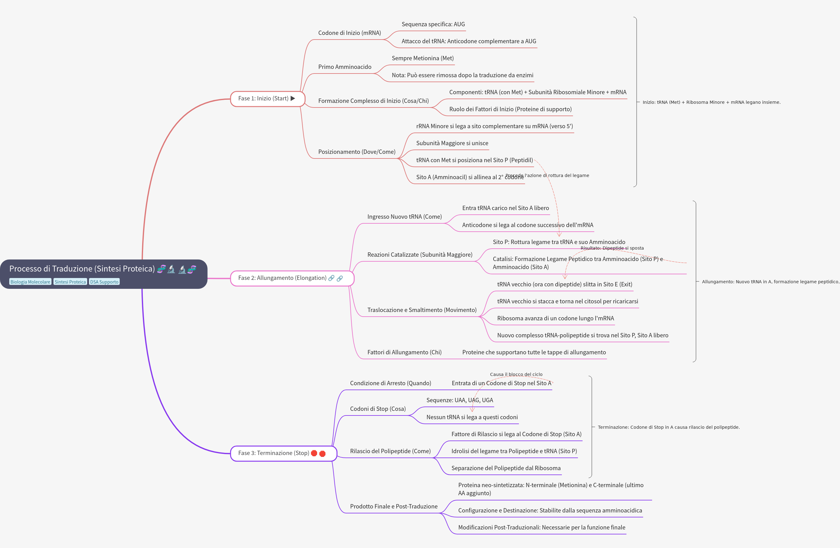 Translation Process: Protein Synthesis Steps