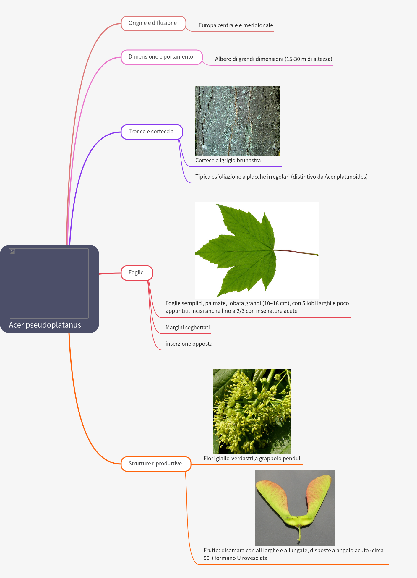Sycamore Maple (Acer pseudoplatanus): A Comprehensive Guide