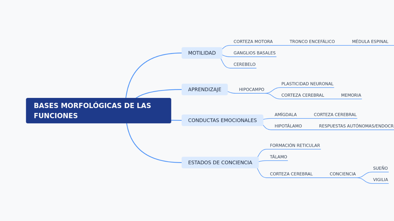 BASES MORFOLÓGICAS DE LAS FUNCIONES 