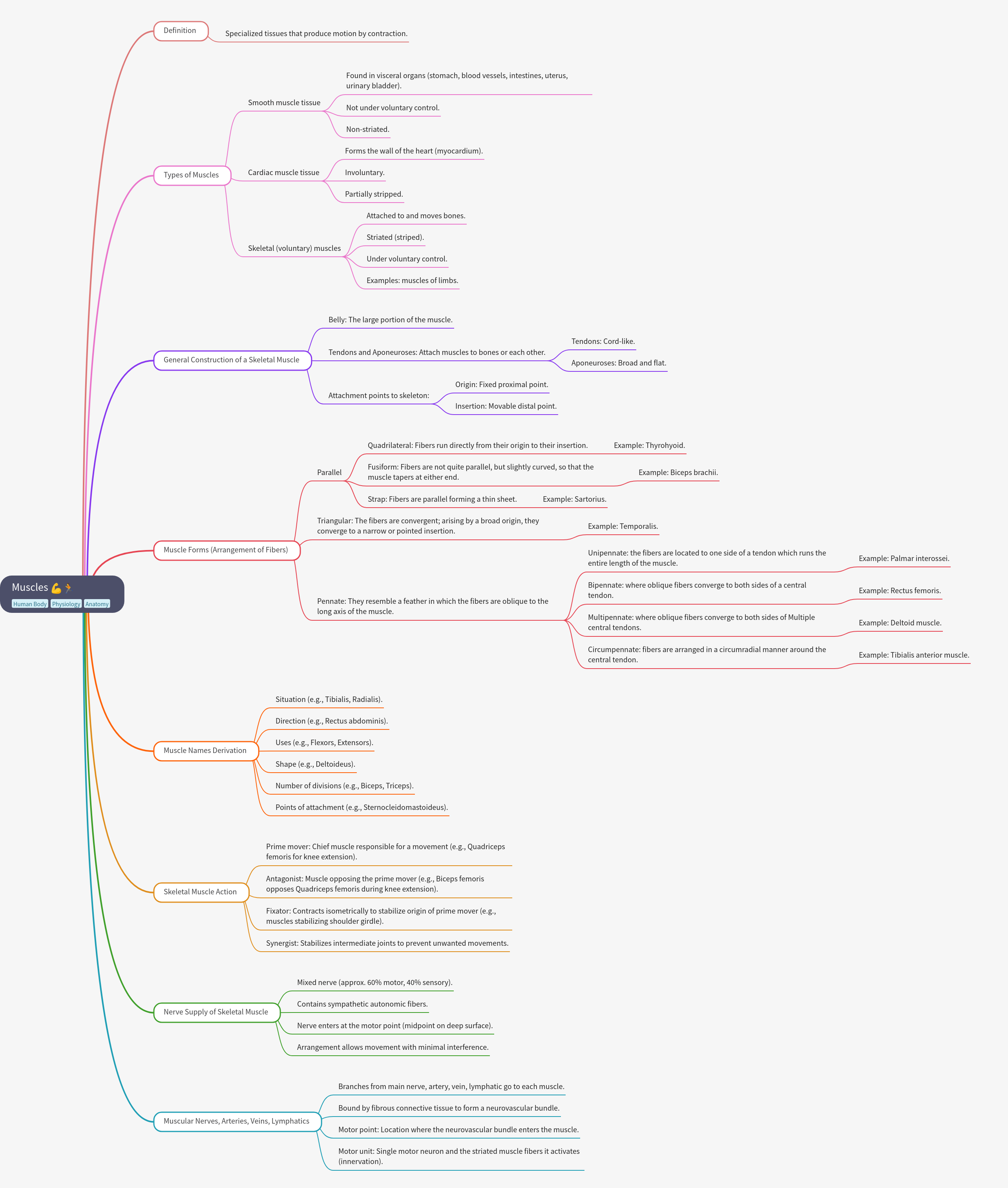 Understanding Human Muscles: Types, Structure, and Function