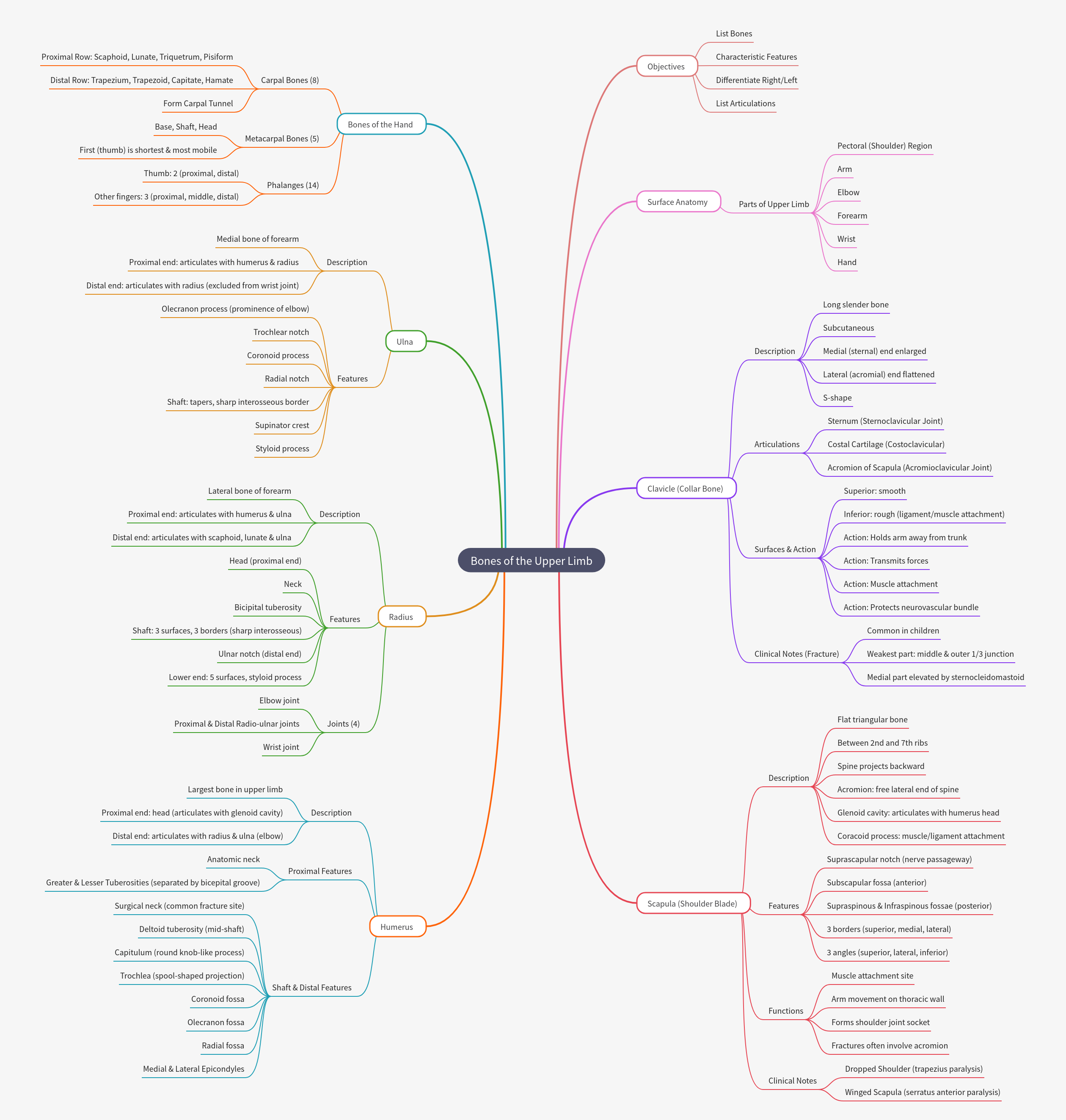 Bones of the Upper Limb: Structure, Function, and Clinical Aspects