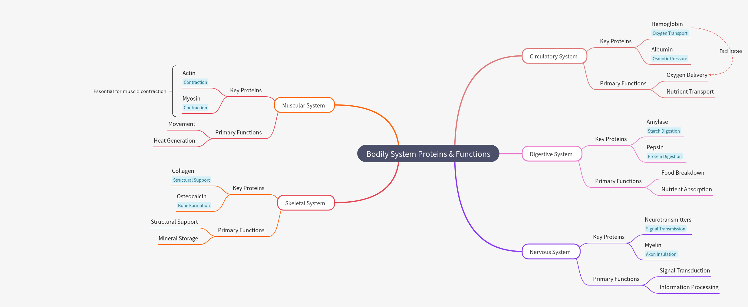 Bodily System Proteins & Functions Explained