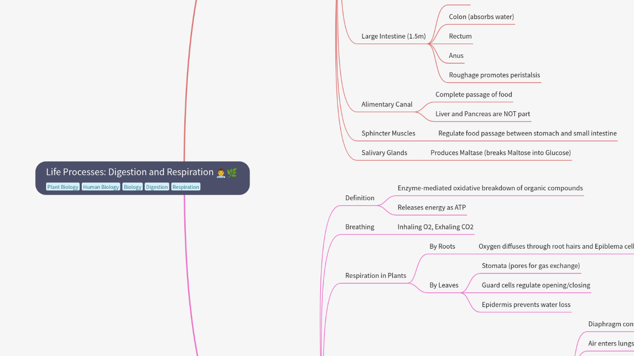 Mind Map:Life Processes: Digestion and Respiration ...