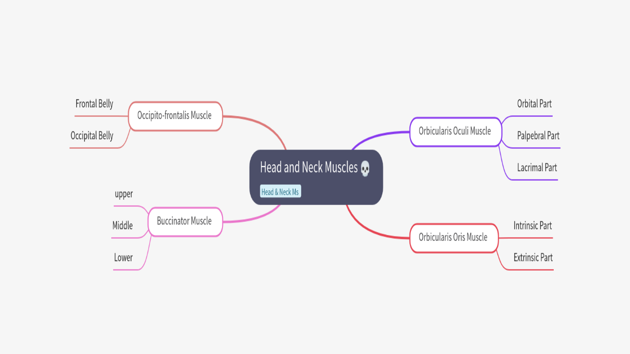 Mind Map:Head and Neck Muscles ...