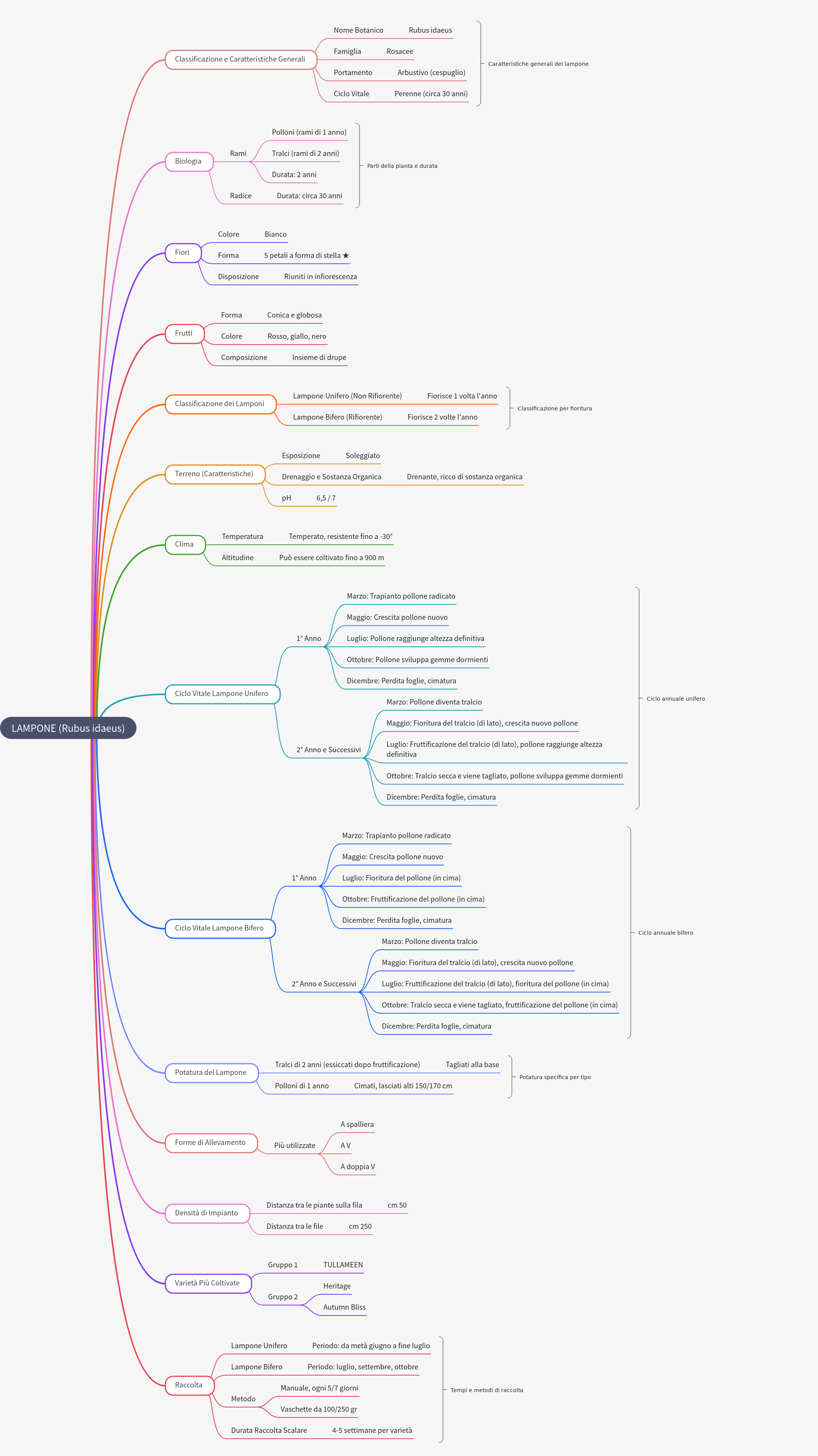 Raspberry (Rubus idaeus): Cultivation & Characteristics