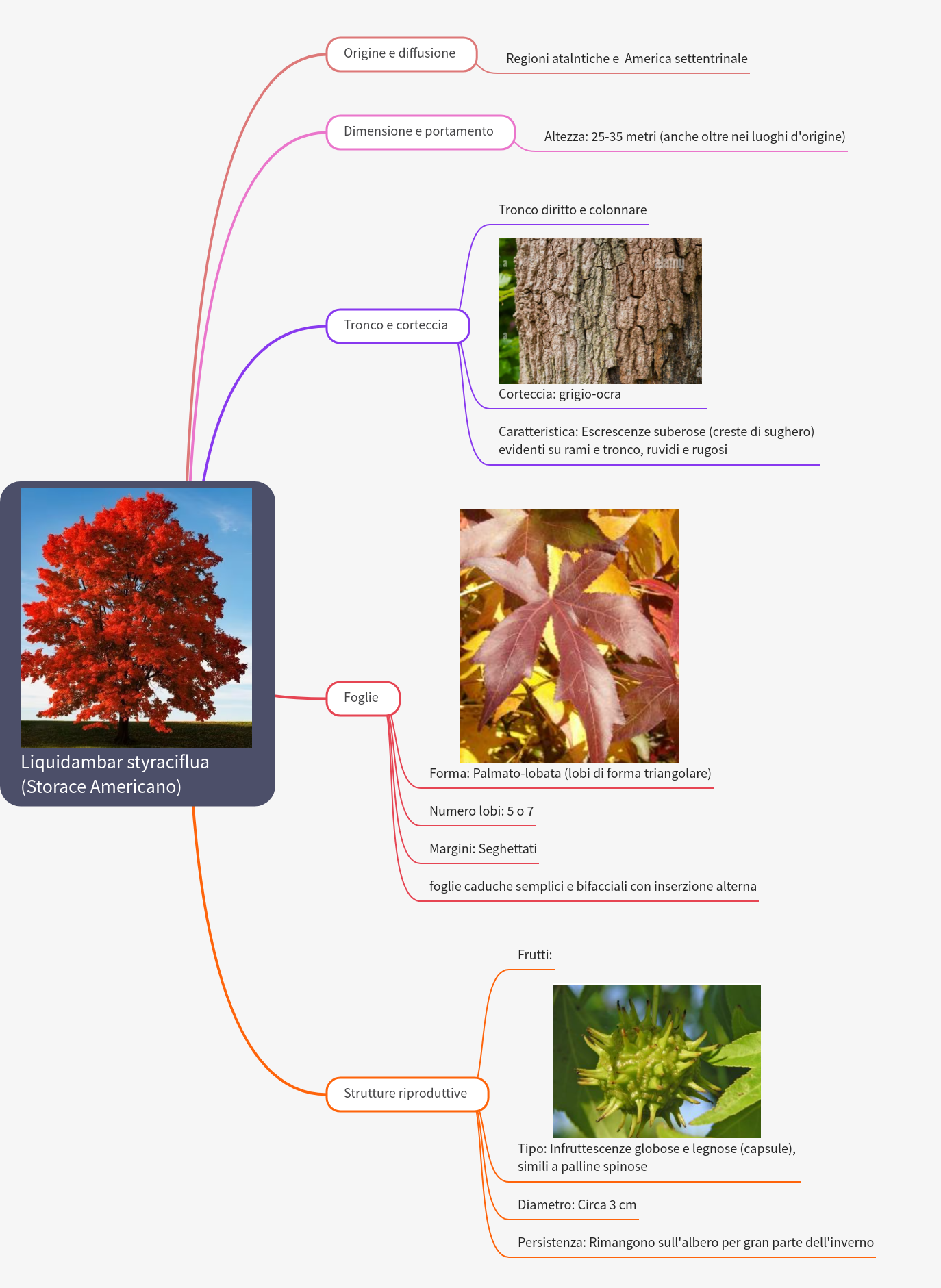 Liquidambar styraciflua: American Sweetgum Tree Guide