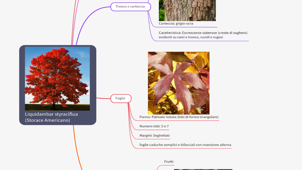 Mind Map:Liquidambar styraciflua (Storace Americano) ...
