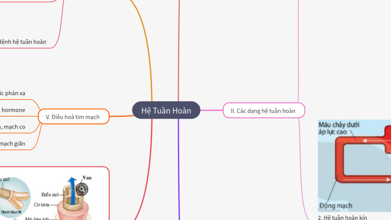 Mind Map:Hệ Tuần Hoàn ...
