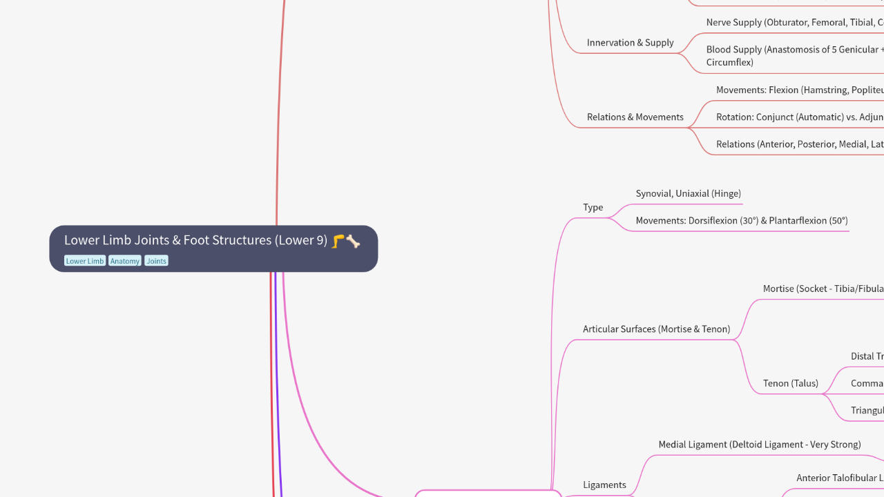 Lower Limb Joints & Foot Structures (Lower 9)