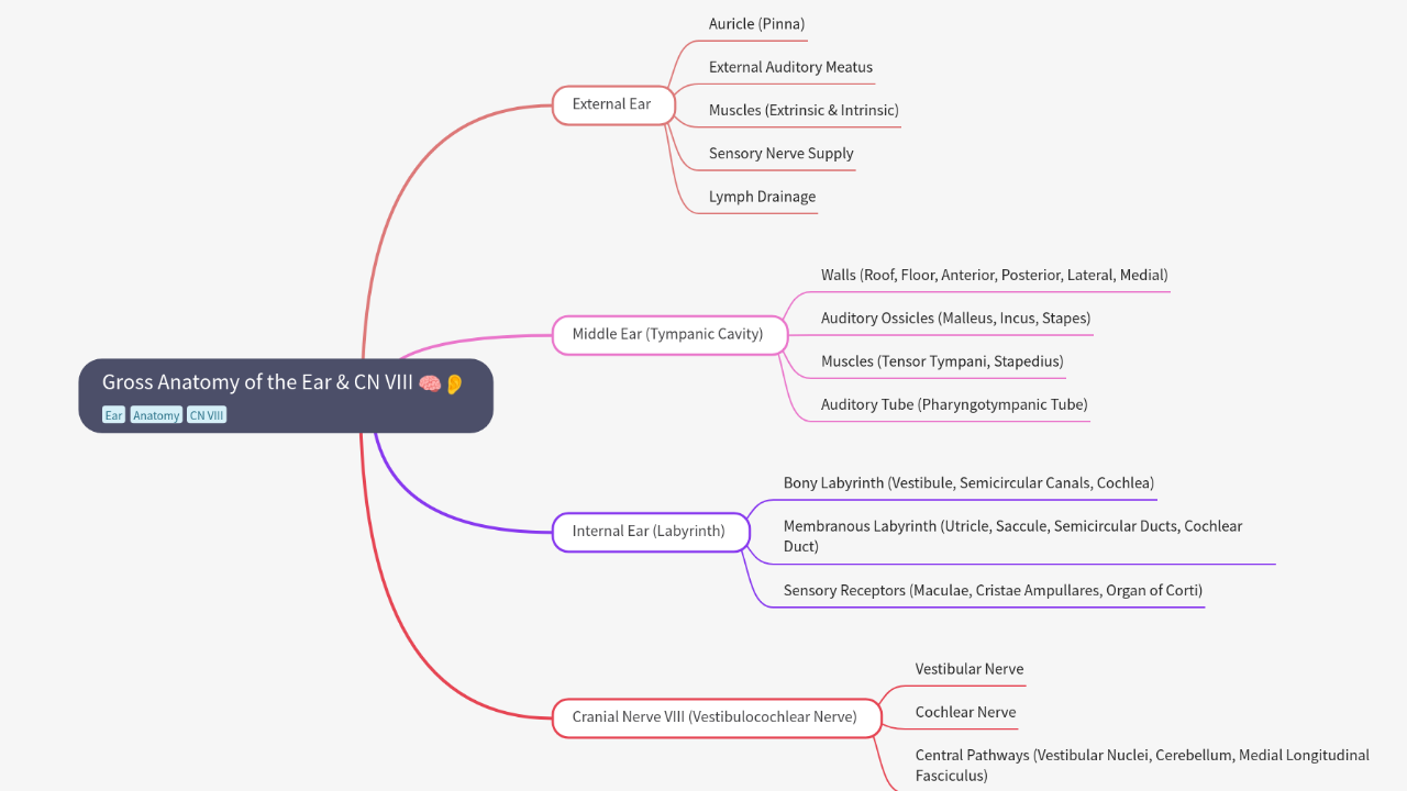 Mind Map:Gross Anatomy of the Ear & CN VIII ...