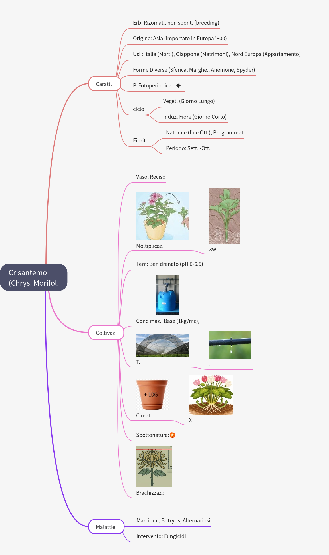 Chrysanthemum: Cultivation and Characteristics