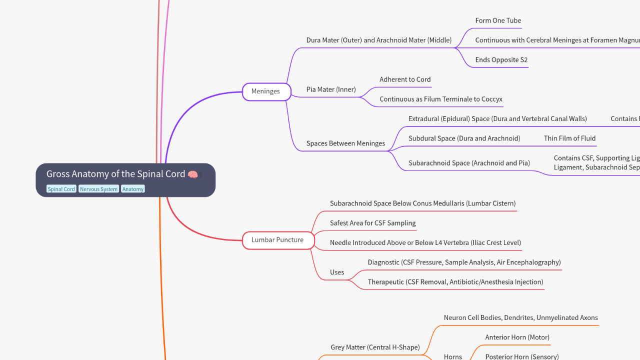 Mind Map:Gross Anatomy of the Spinal Cord ...