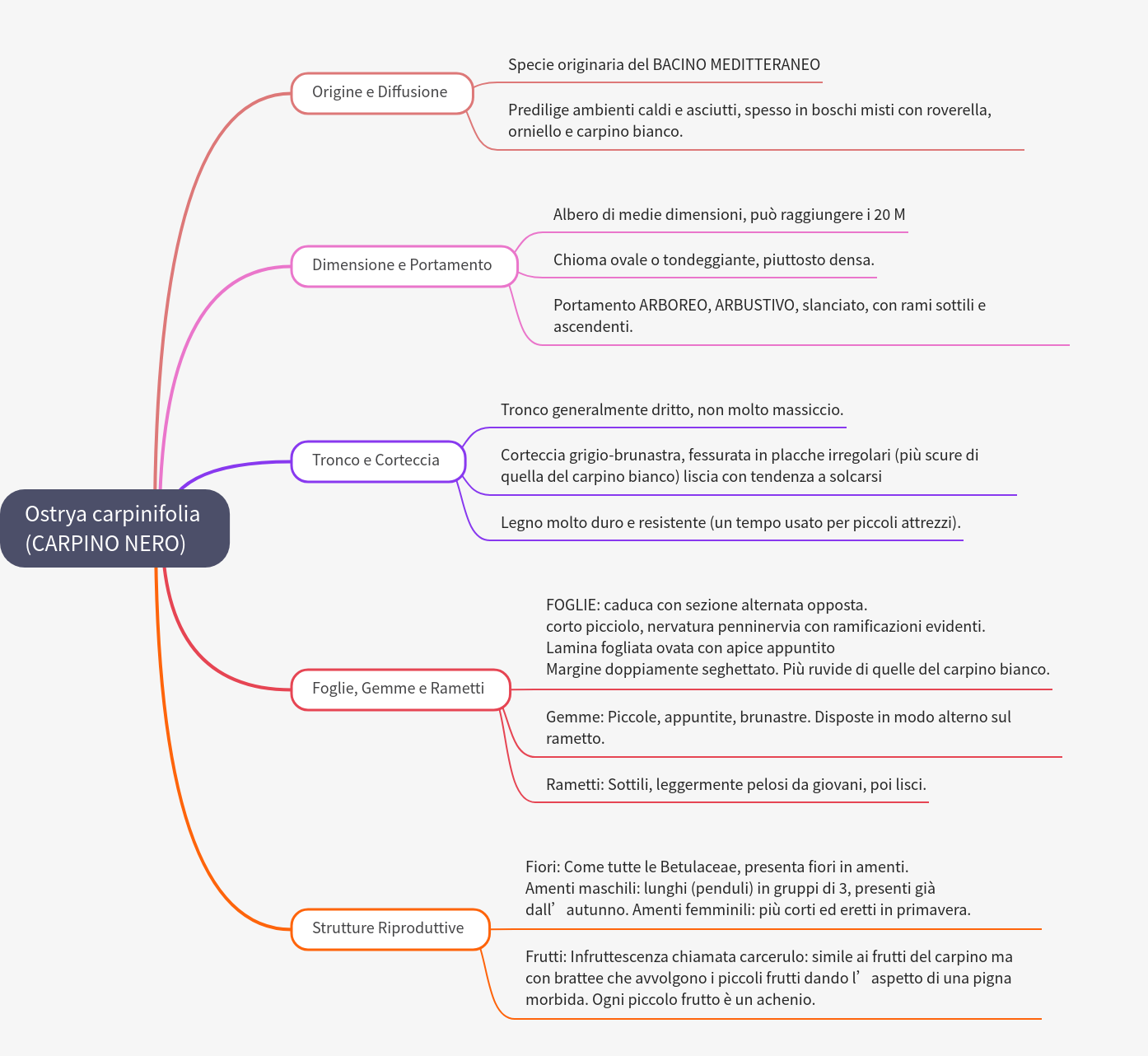 European Hop-Hornbeam (Ostrya carpinifolia) Guide