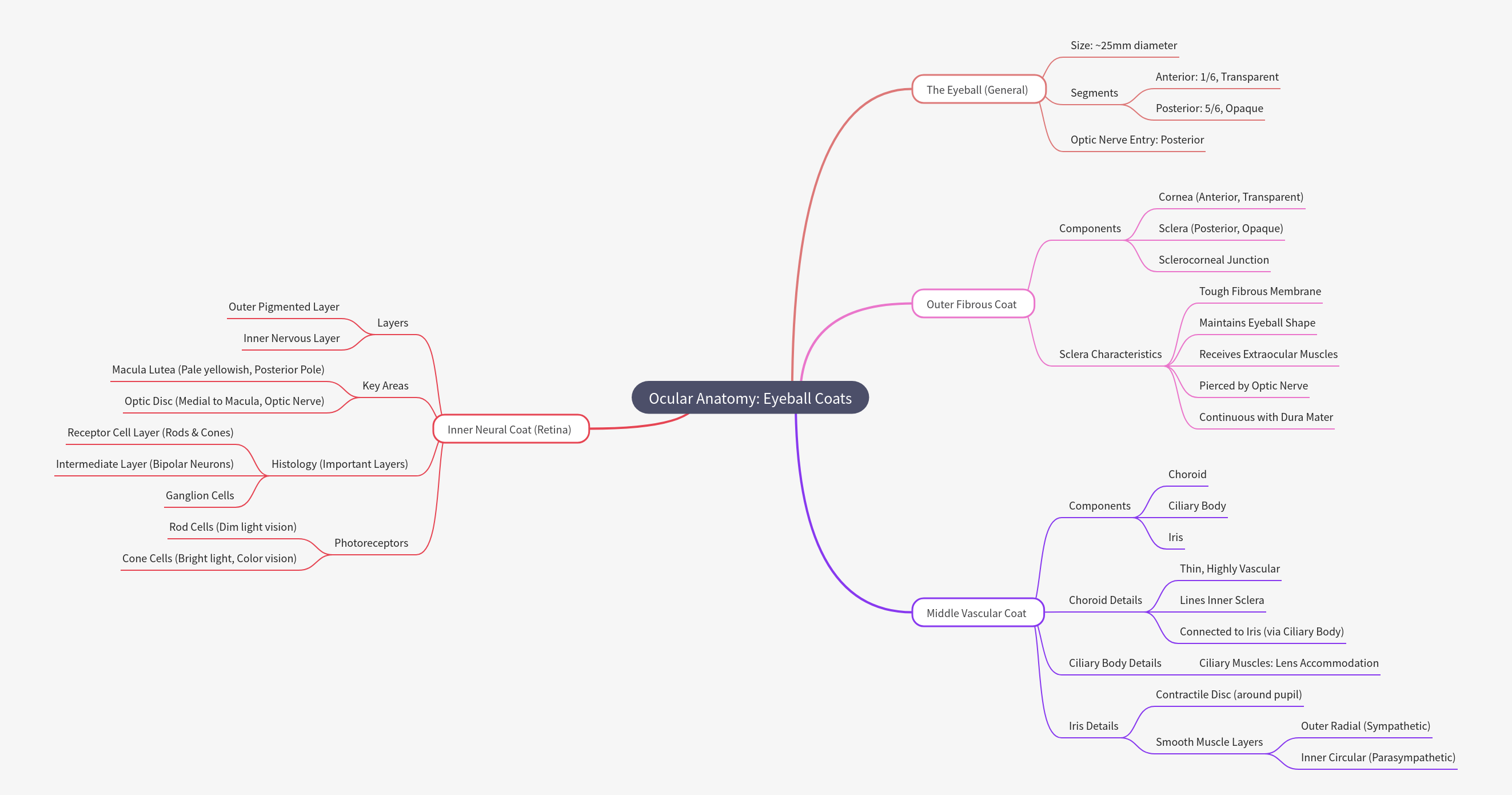 Ocular Anatomy: Understanding the Eyeball's Coats