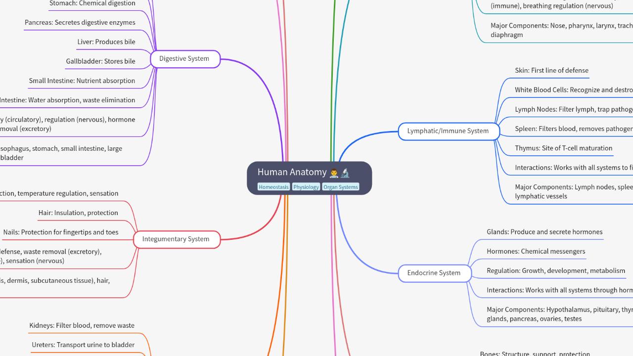 Mind Map:Human Anatomy ...