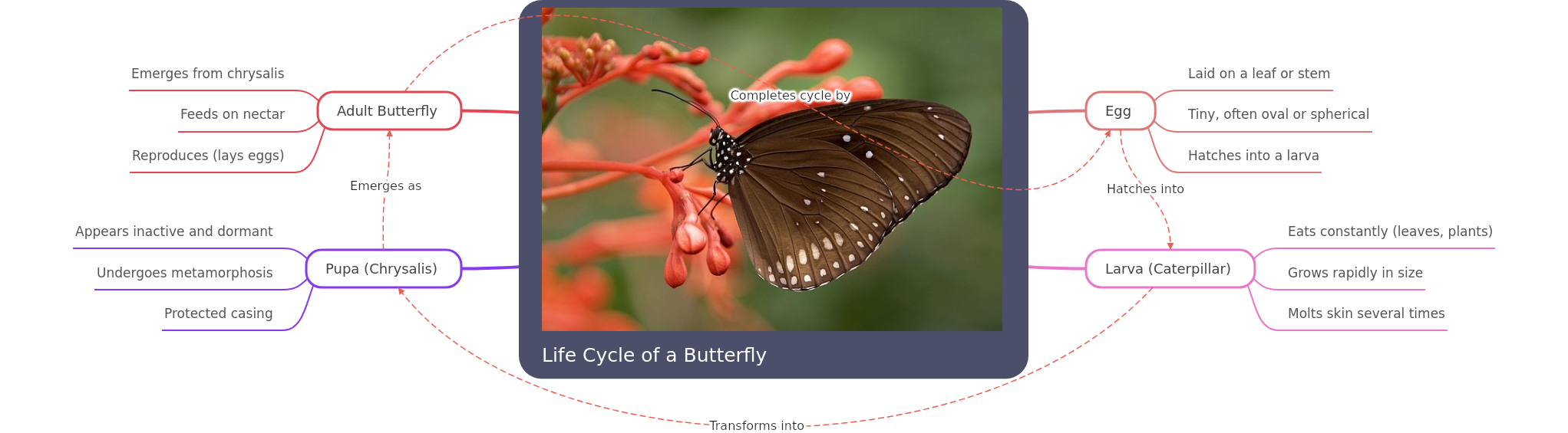 Life Cycle of a Butterfly: Stages & Transformation
