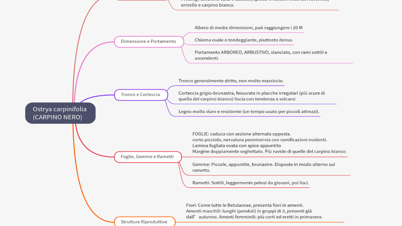 Mind Map:Ostrya carpinifolia (CARPINO NERO) ...
