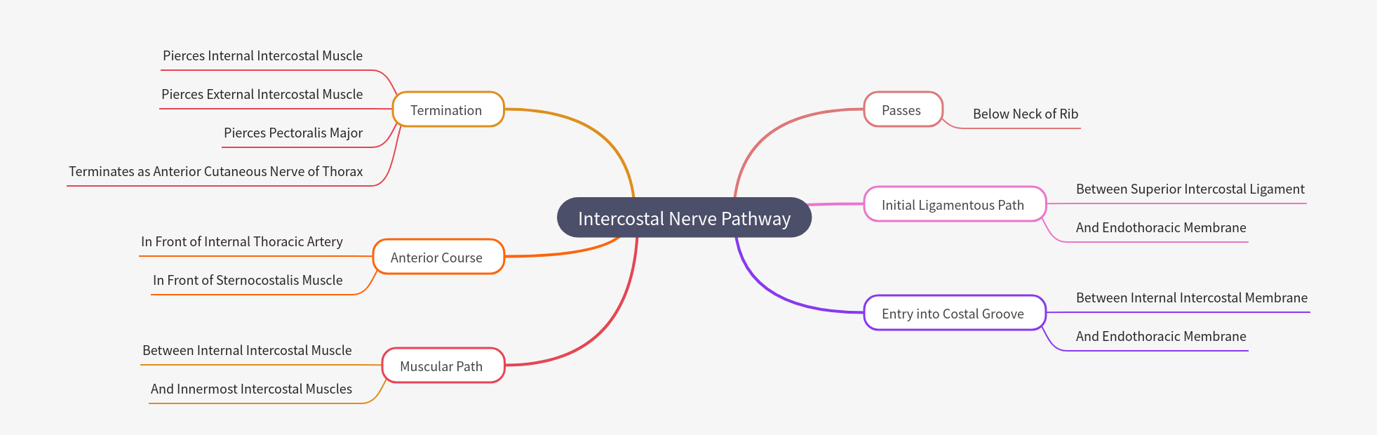 Intercostal Nerve Pathway: Anatomy and Course