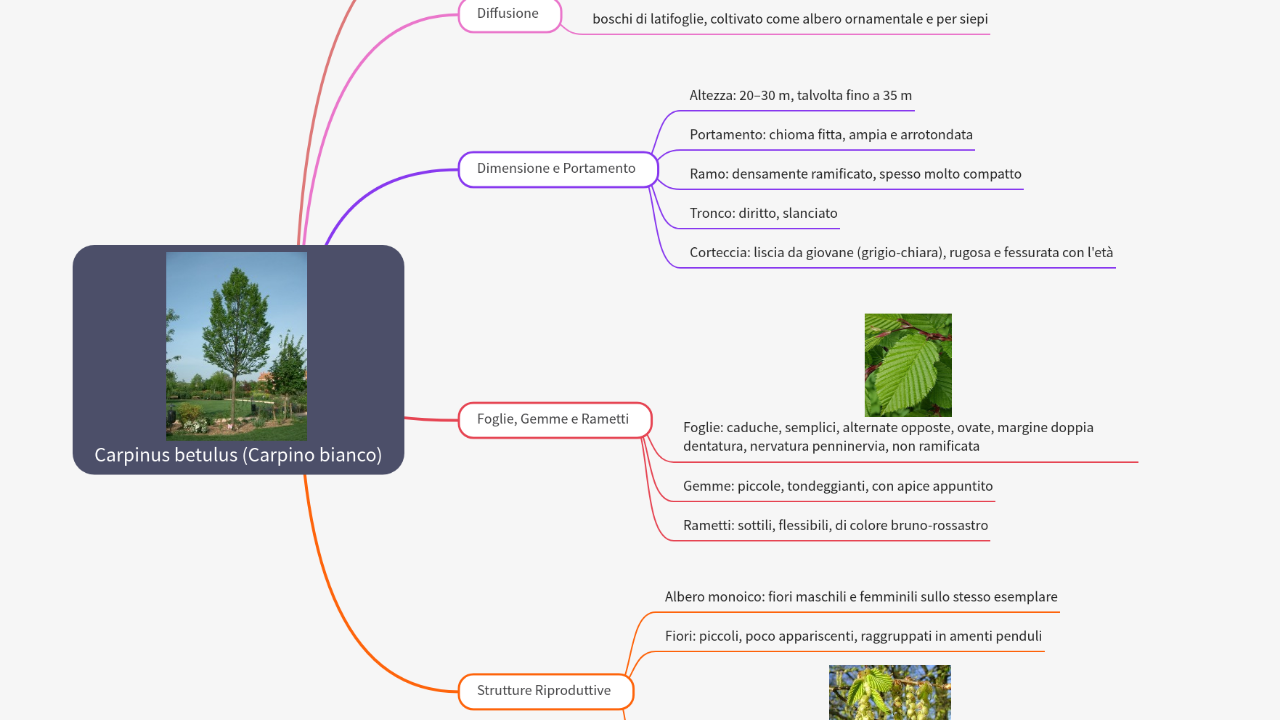 Mind Map:Carpinus betulus (Carpino bianco) ...