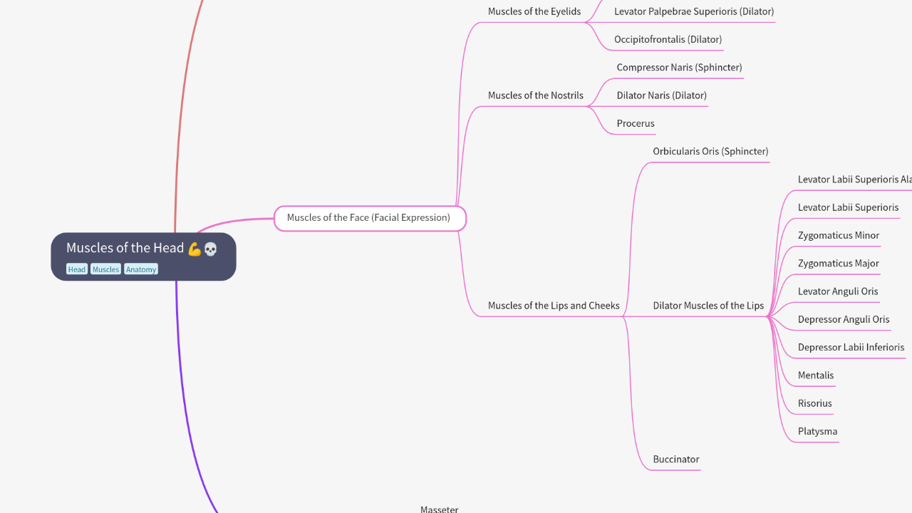 Mind Map:Muscles of the Head ...