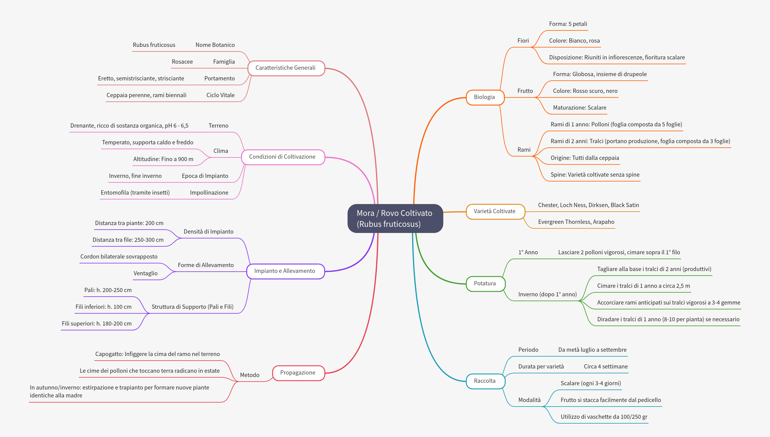 Cultivated Blackberry (Rubus fruticosus) Guide