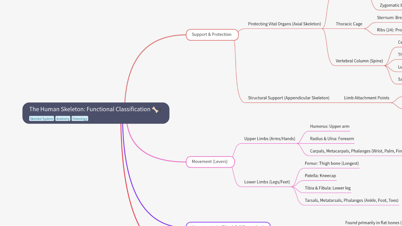 The Human Skeleton: Functional Classification