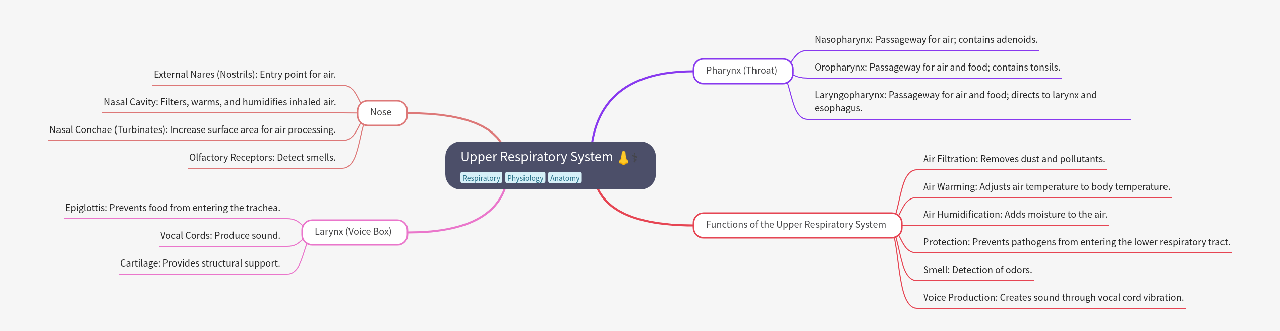 Upper Respiratory System: Anatomy & Functions Explained