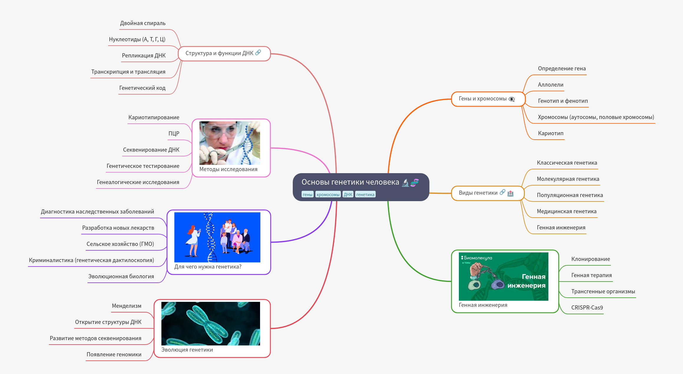 Fundamentals of Human Genetics Explained