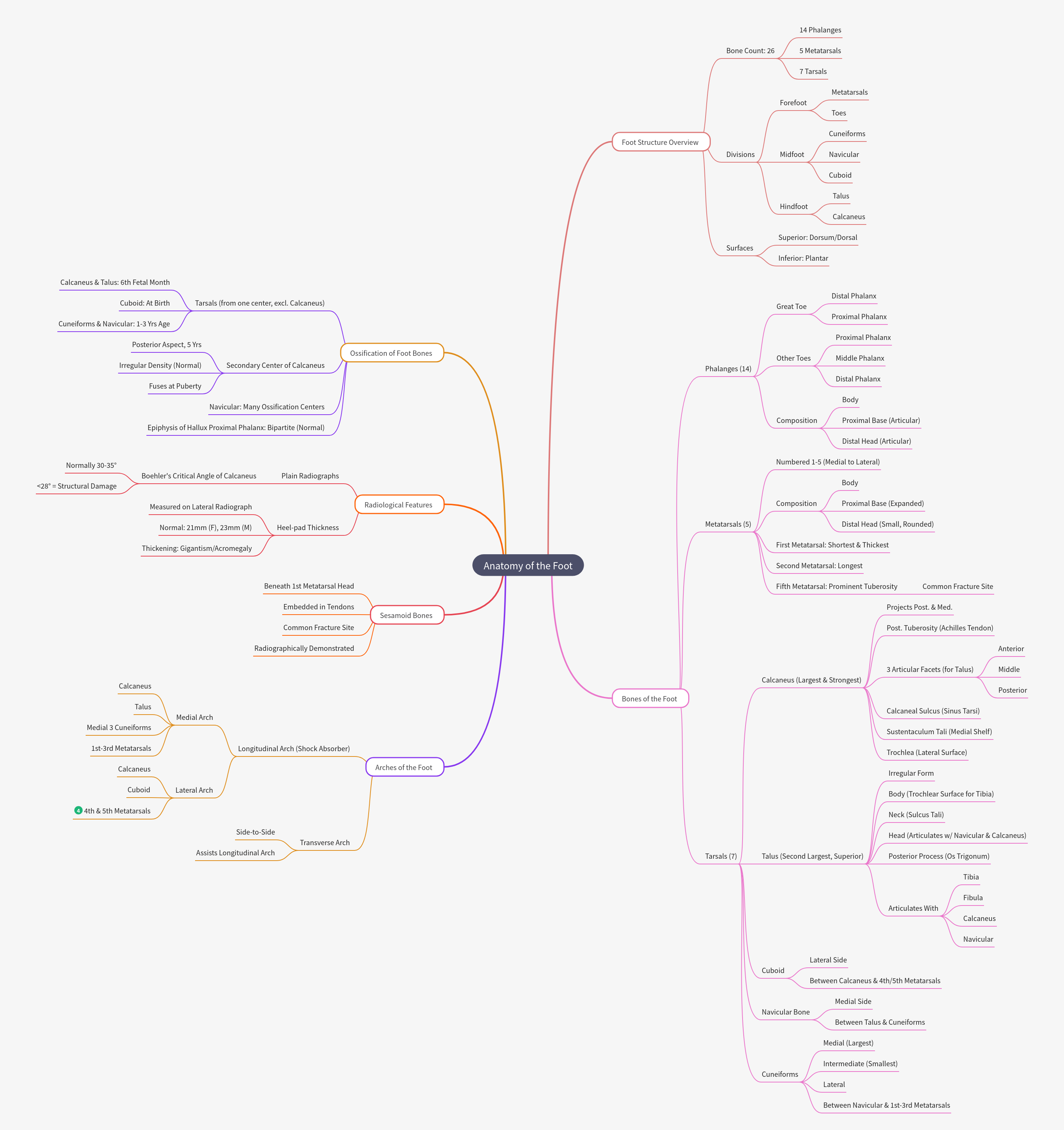 Anatomy of the Foot: Structure, Bones, and Arches