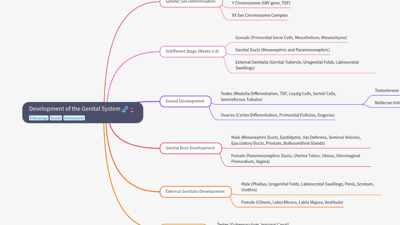 Mind Map:Development of the Genital System ...