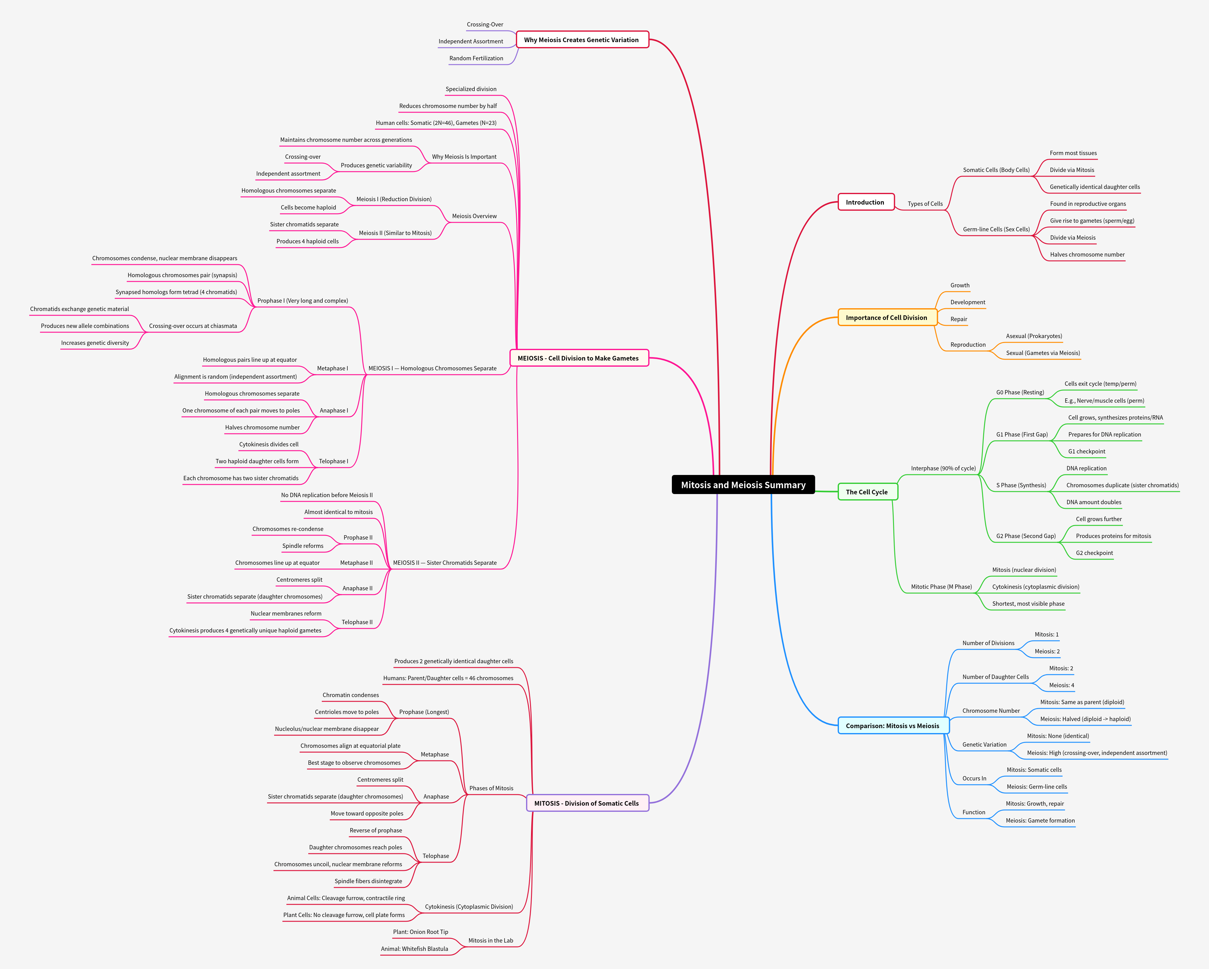 Mitosis and Meiosis: Cell Division Explained