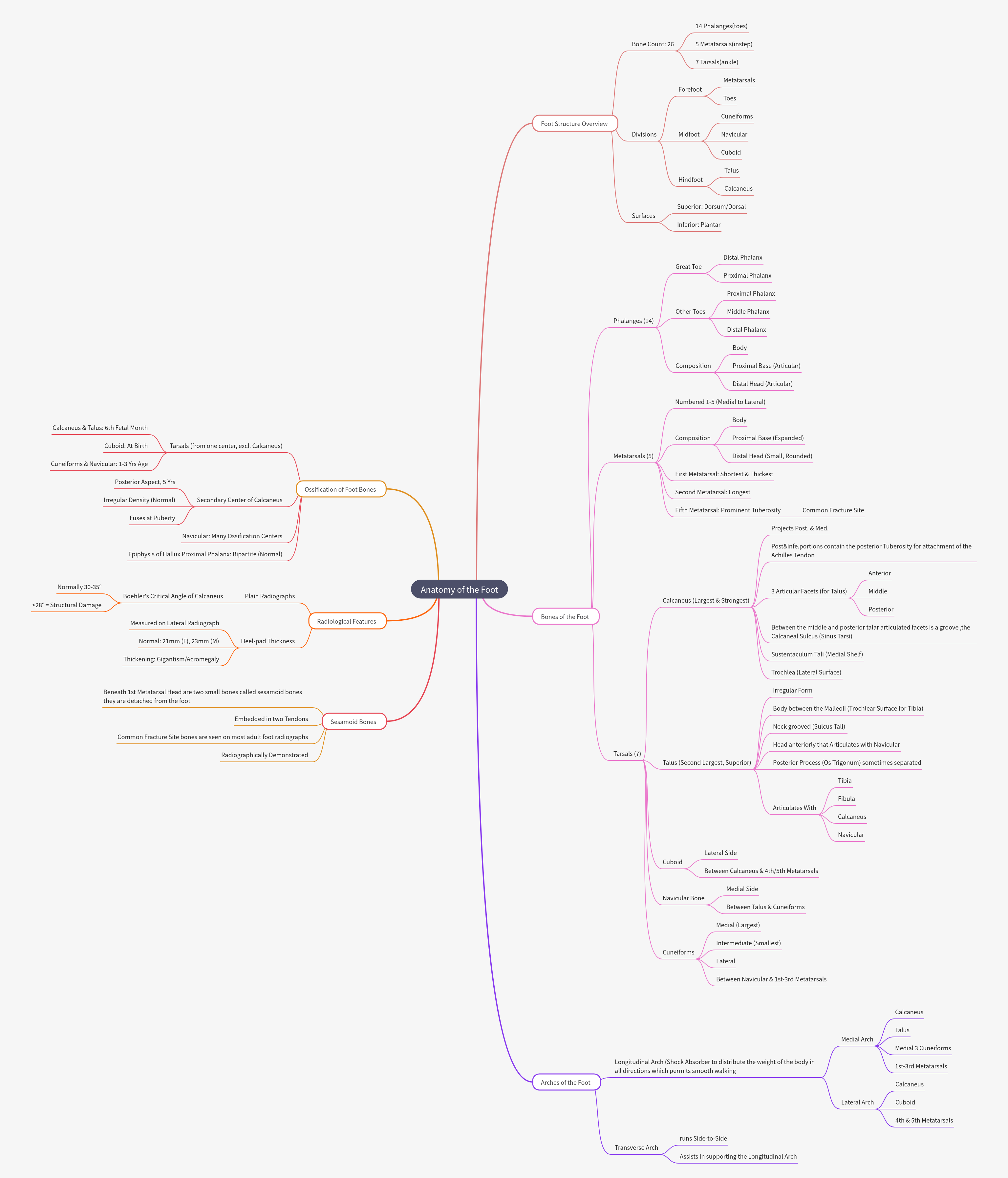 Anatomy of the Foot: Structure, Bones, Arches, and Development