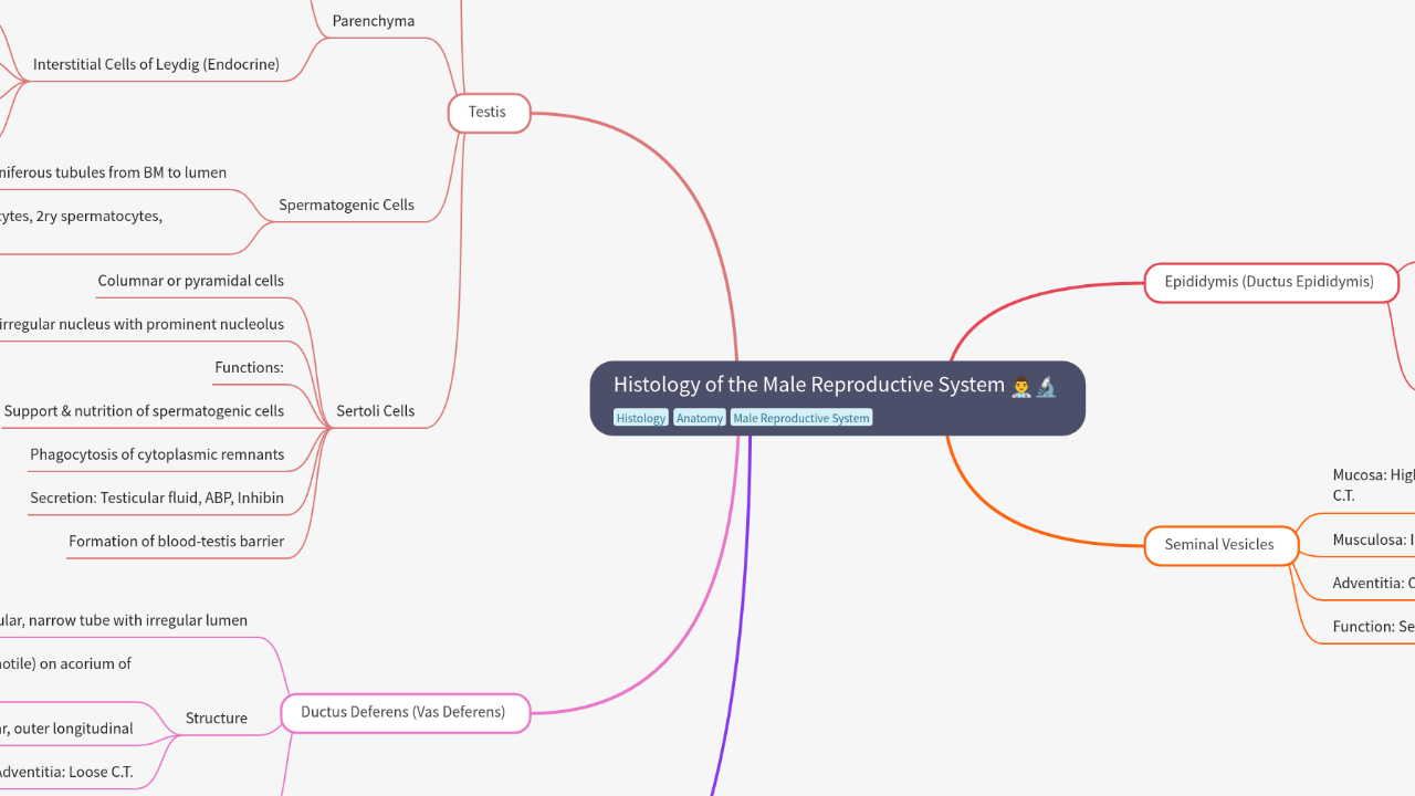 Mind Map:Histology of the Male Reproductive System ...