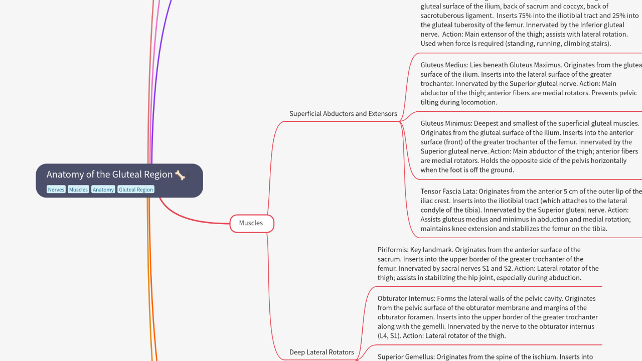 Mind Map:Anatomy of the Gluteal Region ...