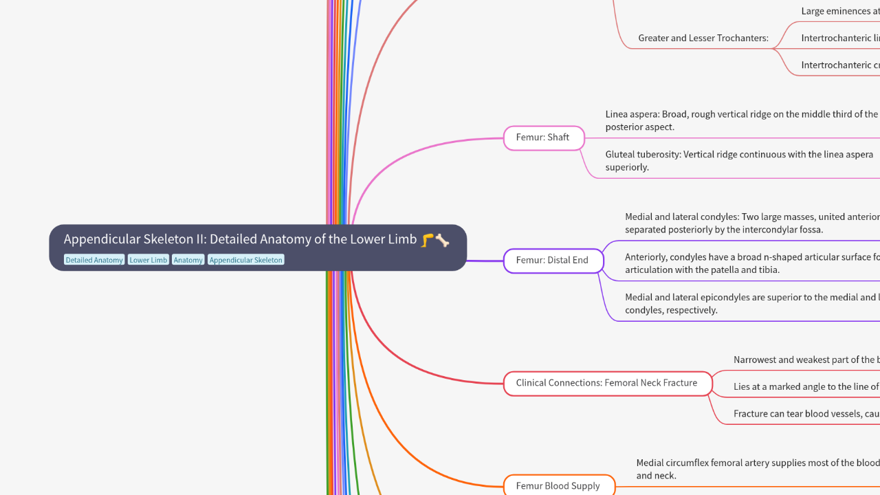 Mind Map:Appendicular Skeleton II: Detailed Anatomy of the Lower Limb ...
