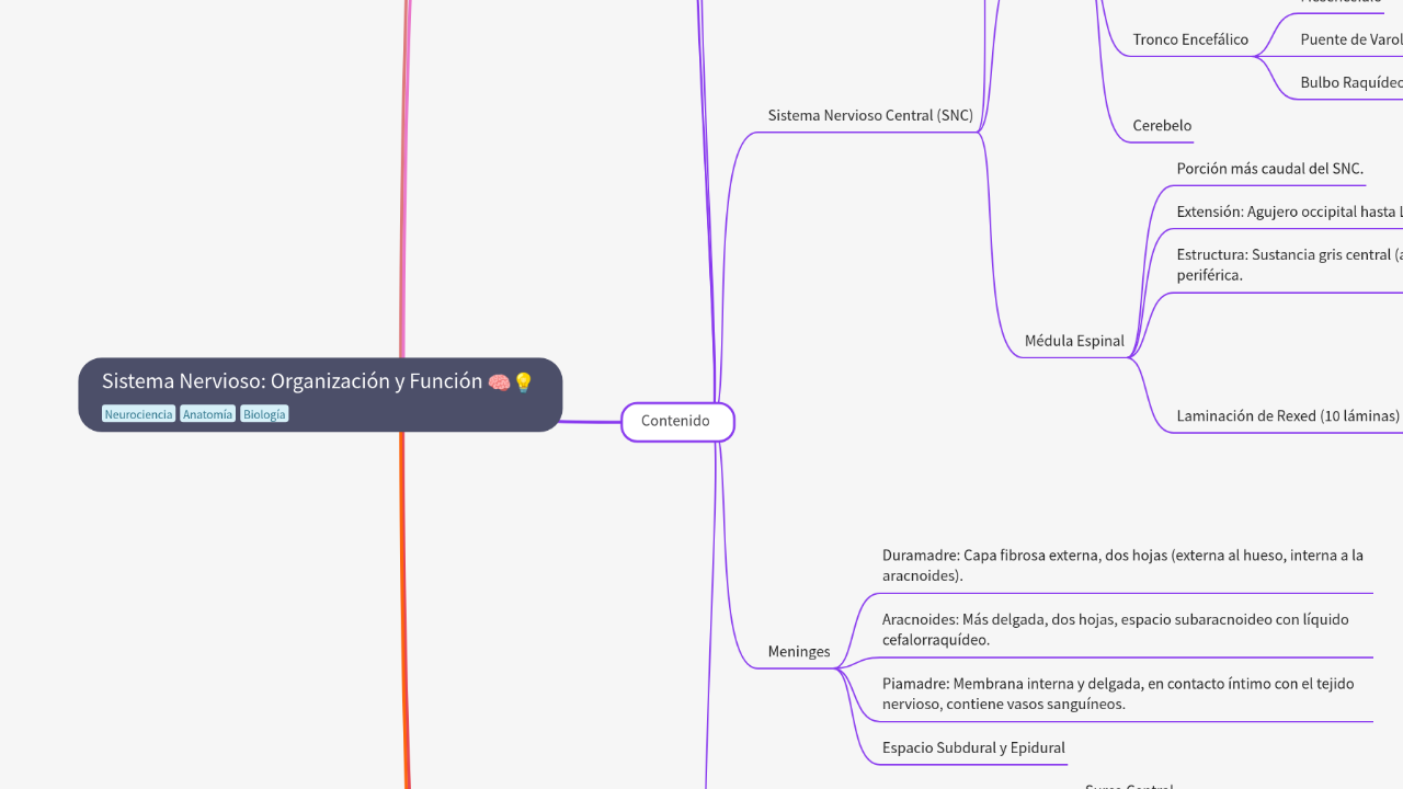 Sistema Nervioso: Organización y Función