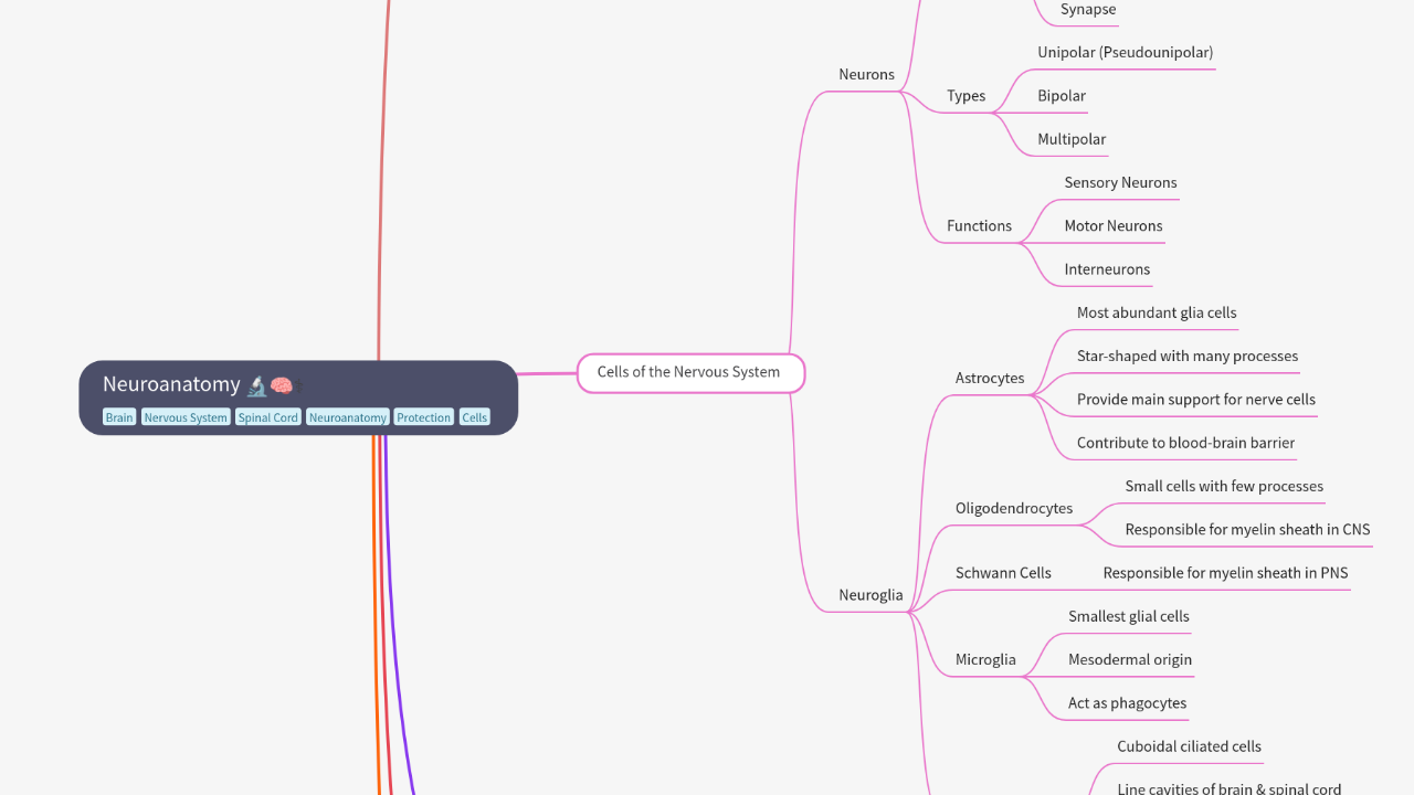 Mind Map:Neuroanatomy ...