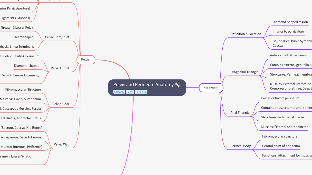 Mind Map:Pelvis and Perineum Anatomy ...