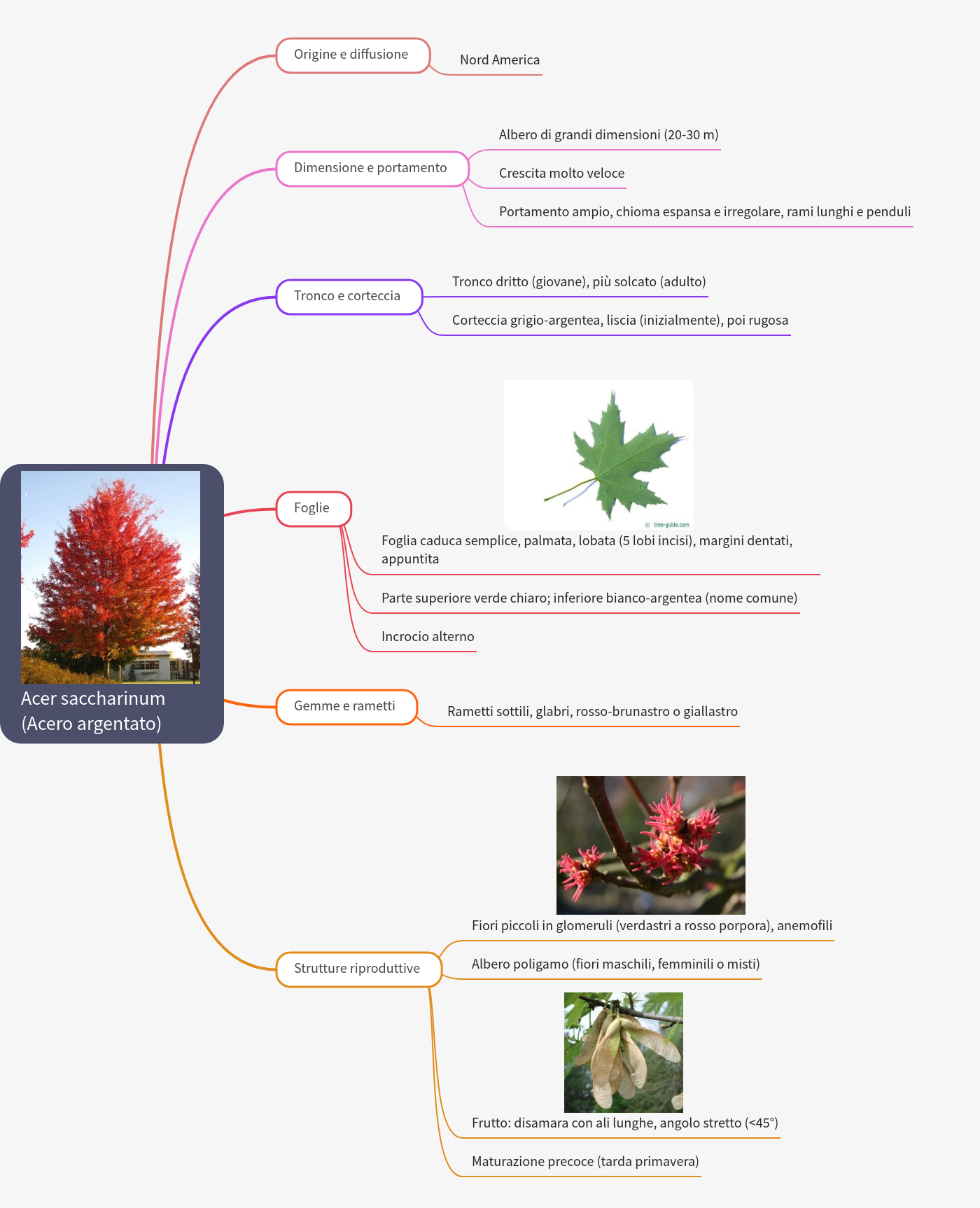 Acer saccharinum (Silver Maple) Tree Guide