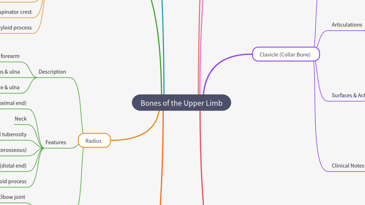 Mind Map:Bones of the Upper Limb ...