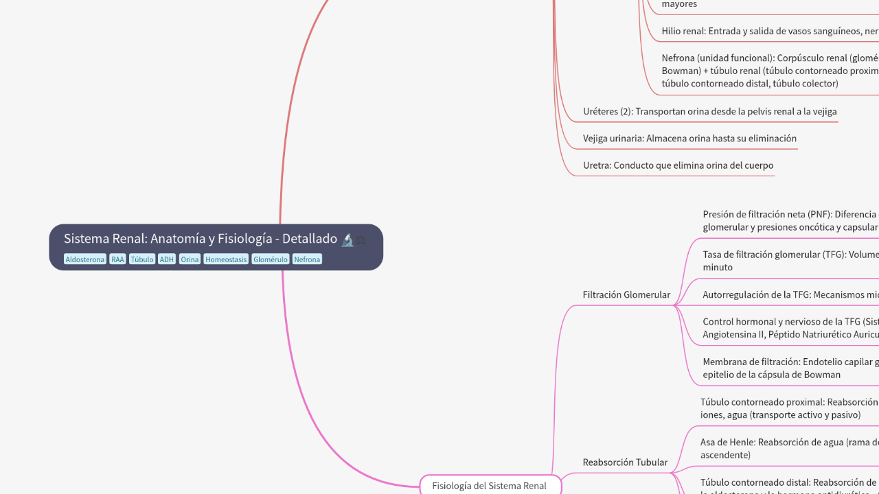 Mind Map:Sistema Renal: Anatomía y Fisiología - Detallado ...