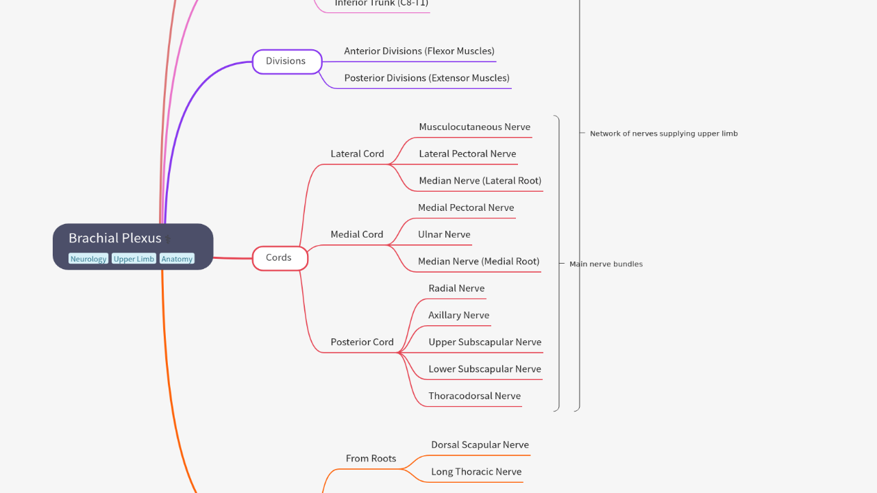 Mind Map:Brachial Plexus ...