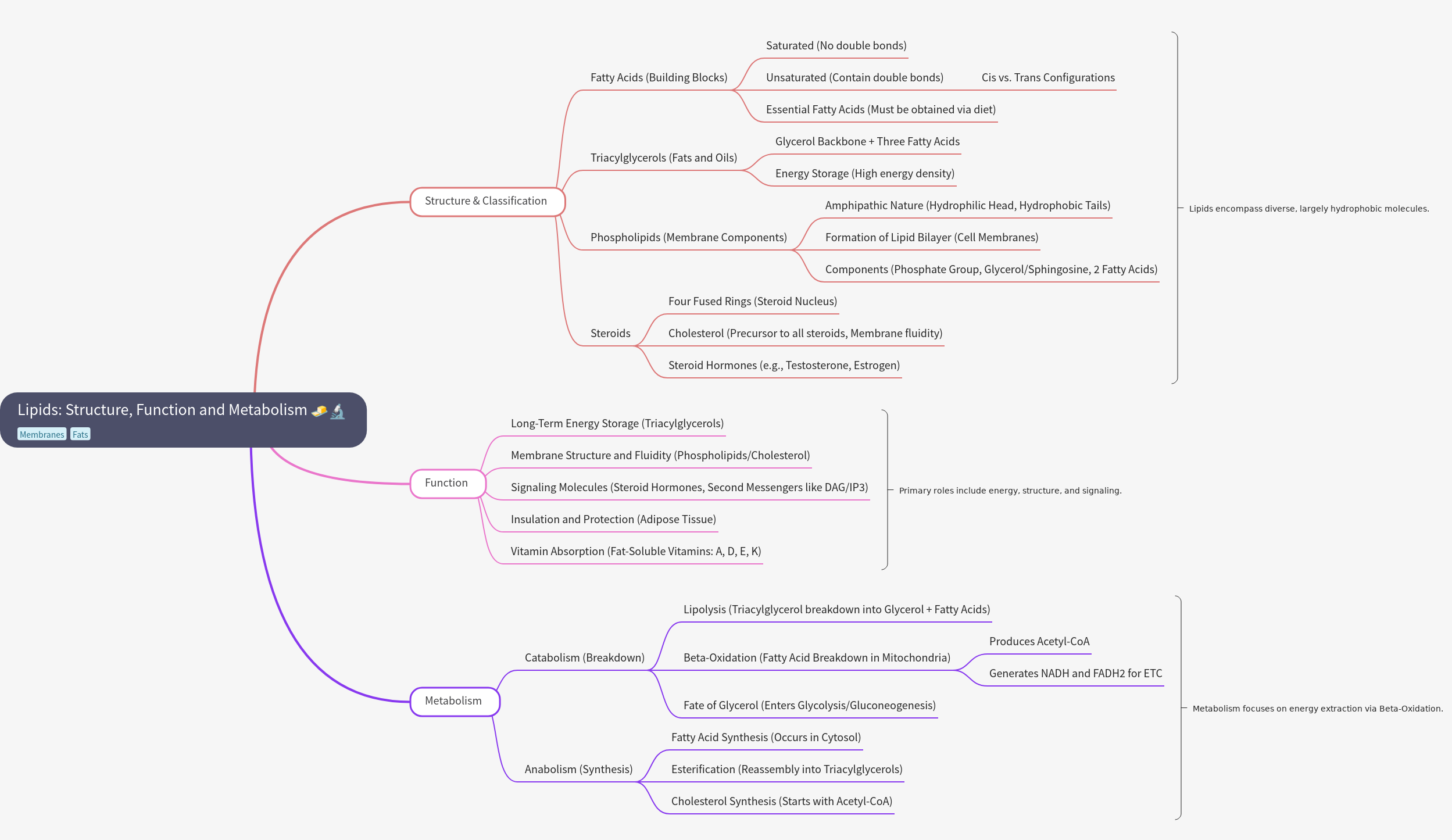 Lipids: Structure, Function, and Metabolism Guide