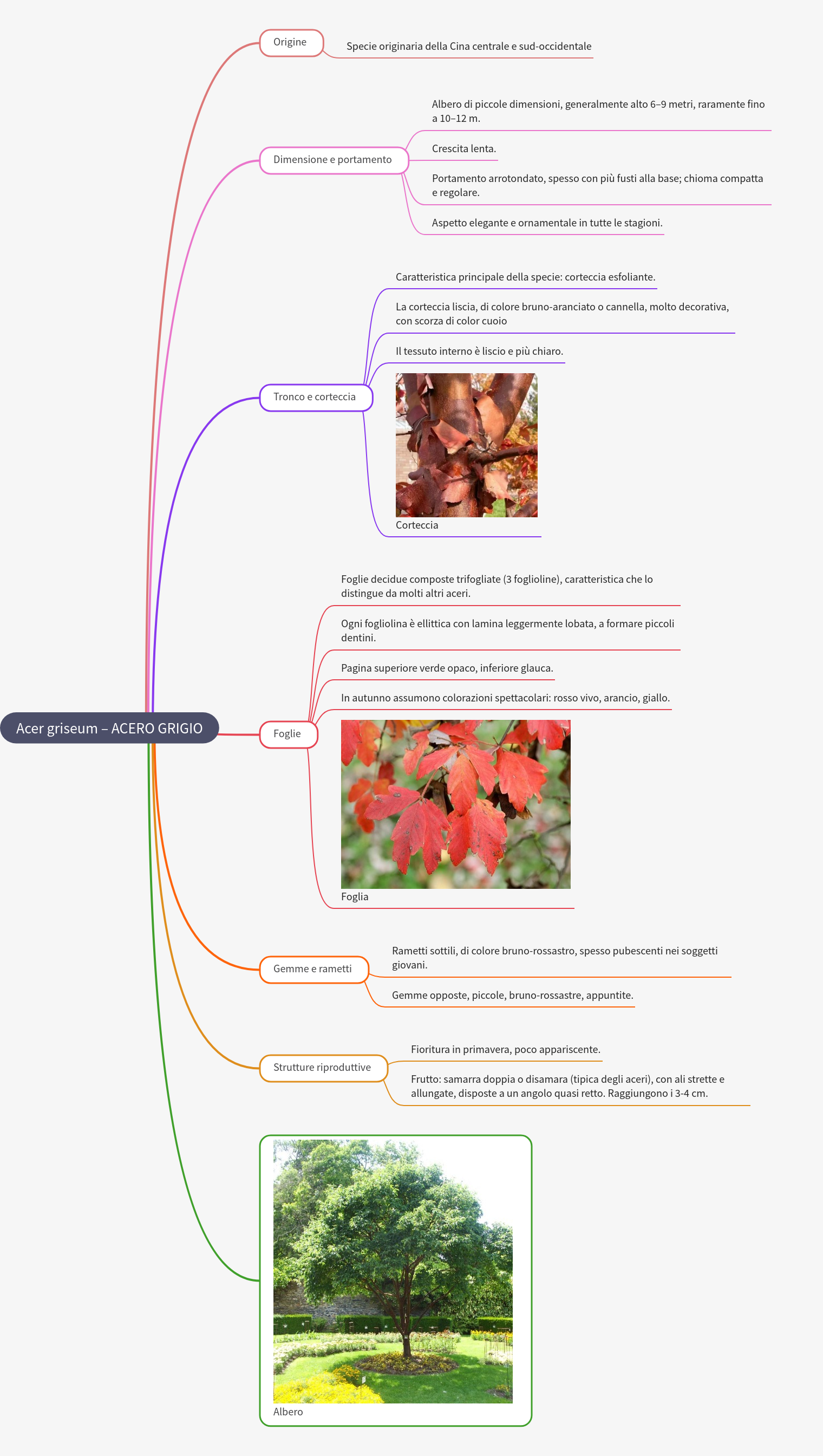 Acer griseum – Paperbark Maple: A Detailed Guide