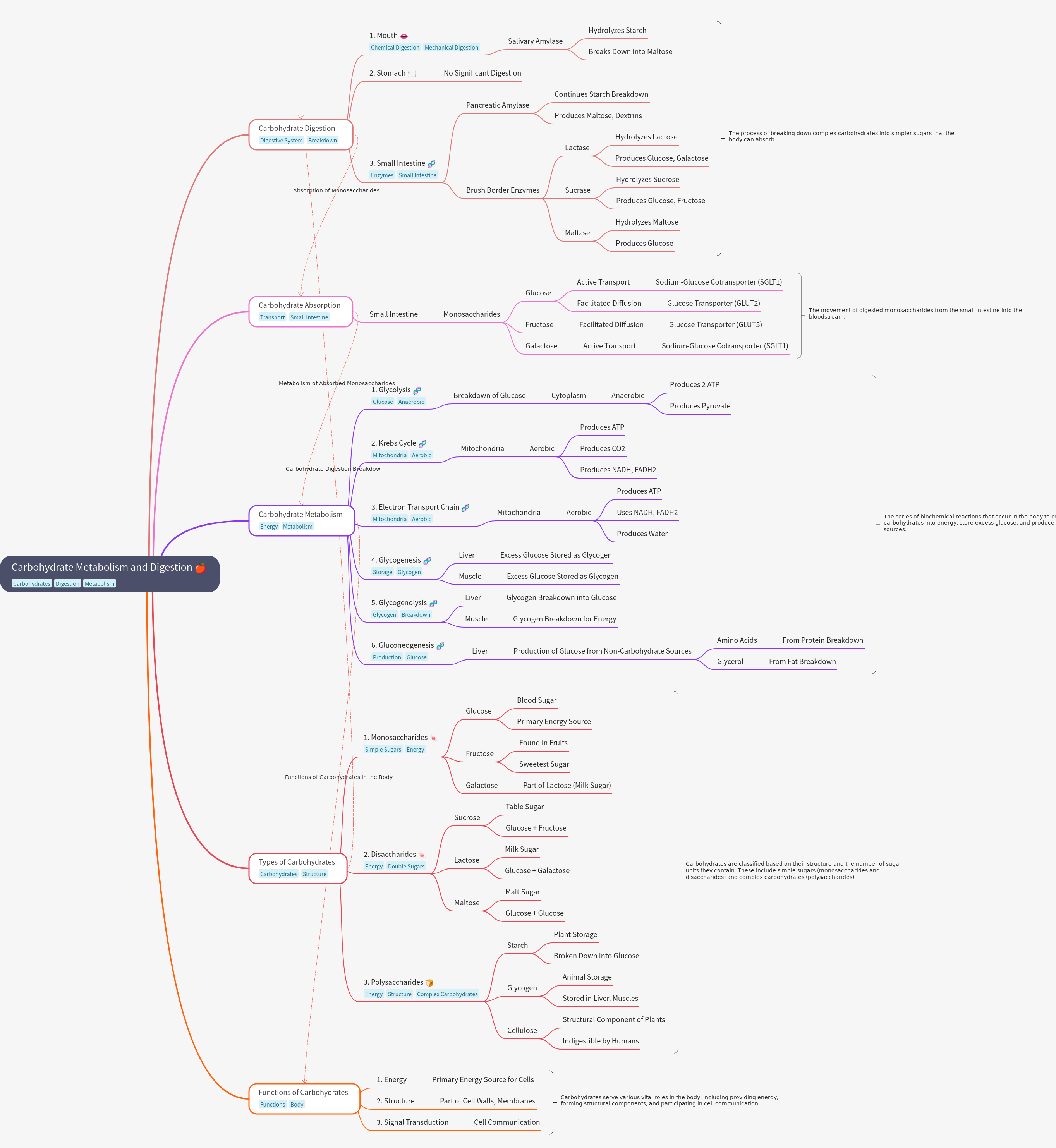 Carbohydrate Metabolism & Digestion Guide