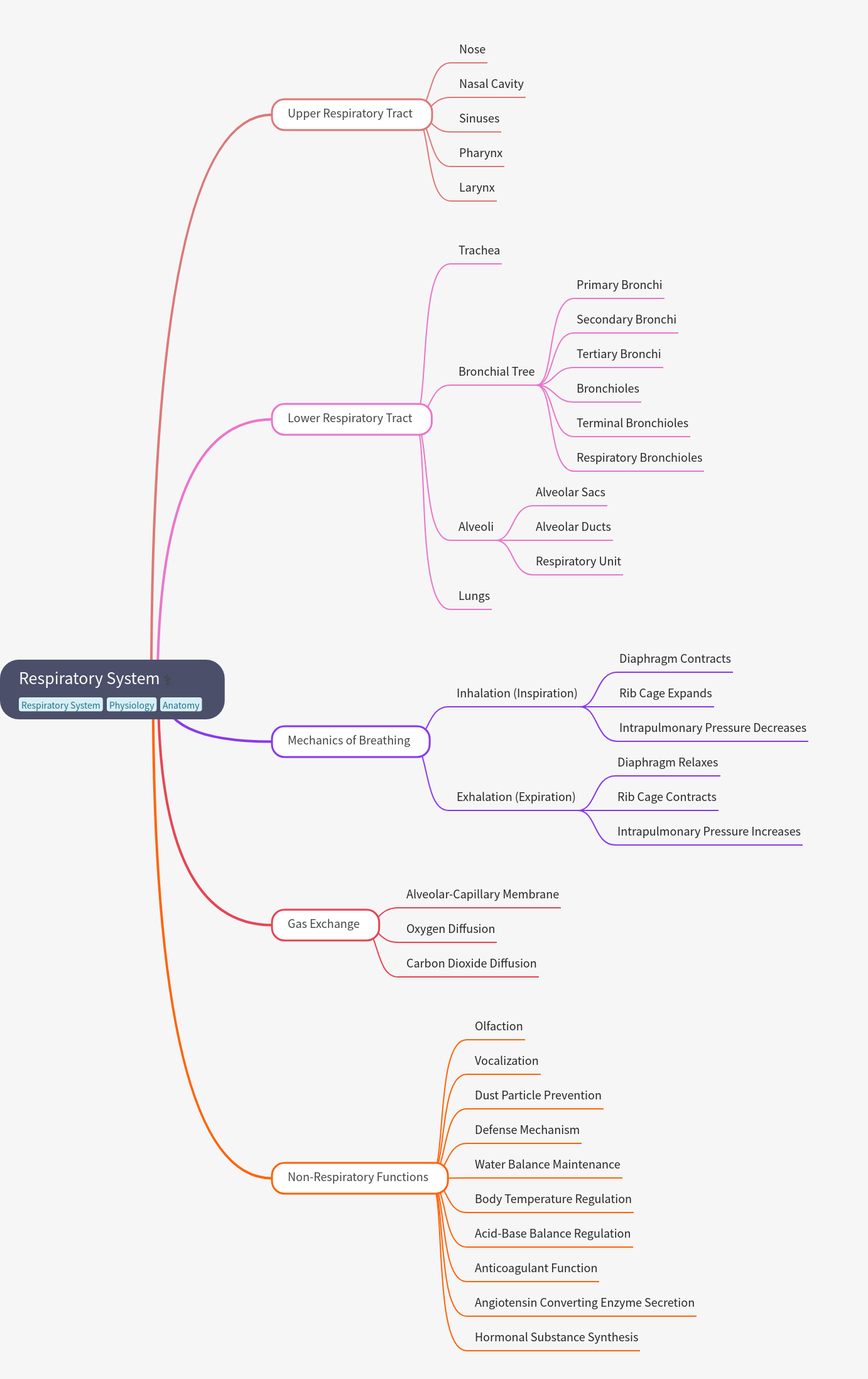 Comprehensive Guide to the Respiratory System