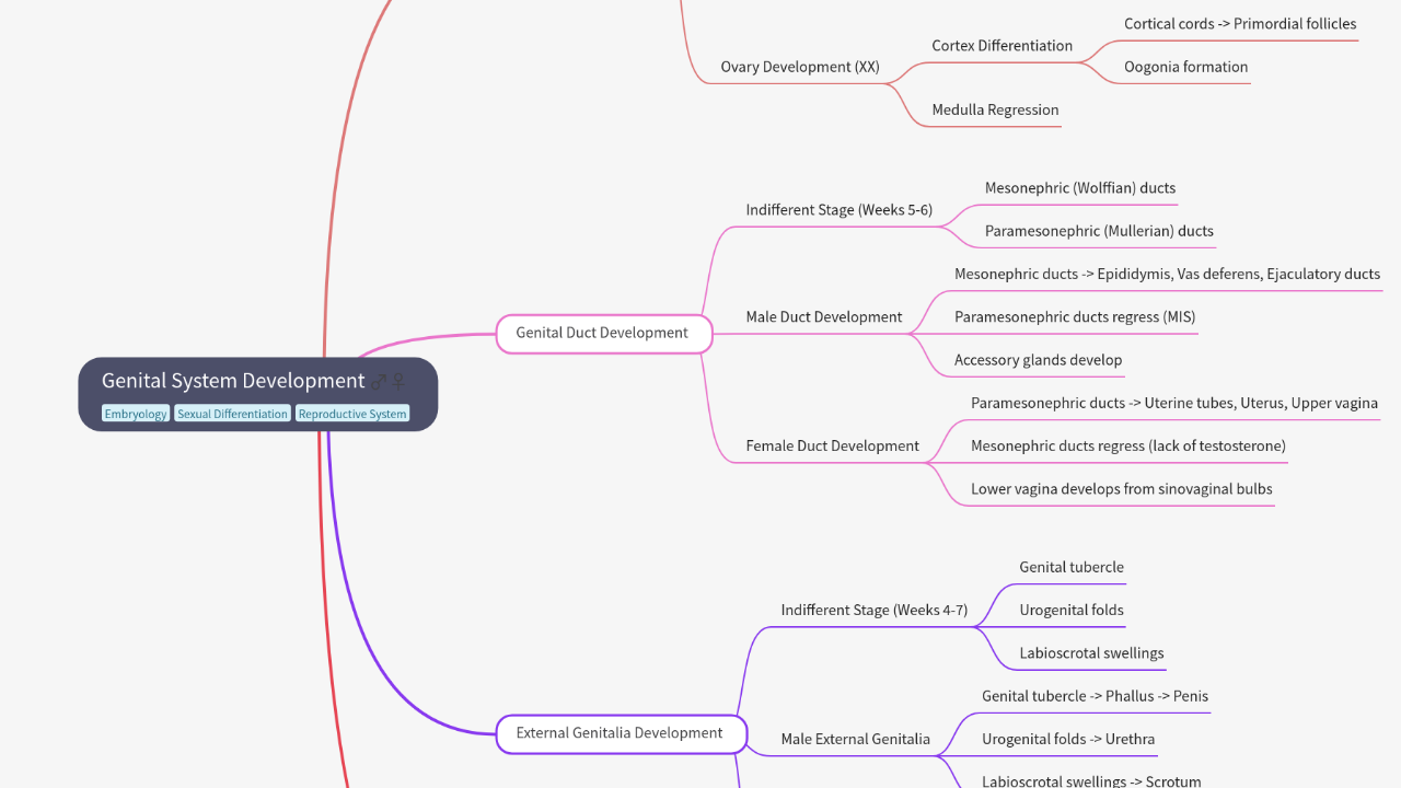 Mind Map:Genital System Development ...