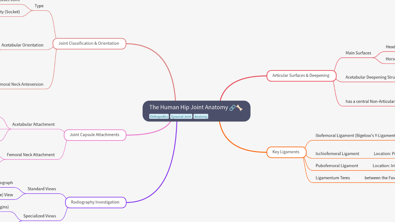 The Human Hip Joint Anatomy