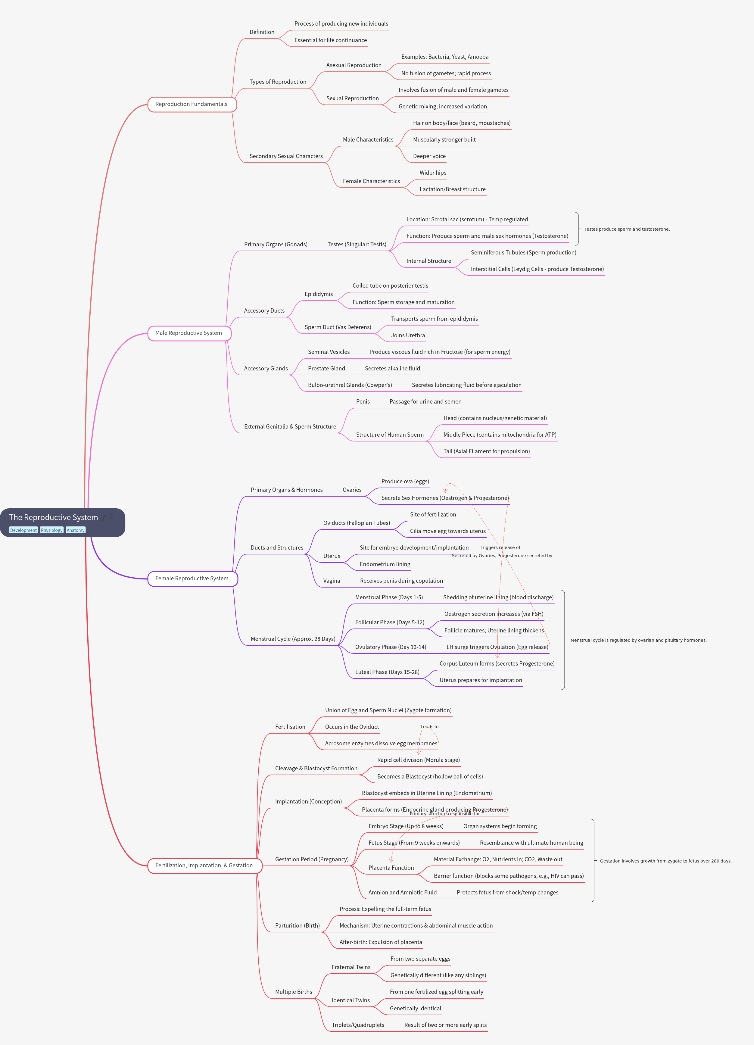 The Reproductive System: Fundamentals, Anatomy, and Cycles