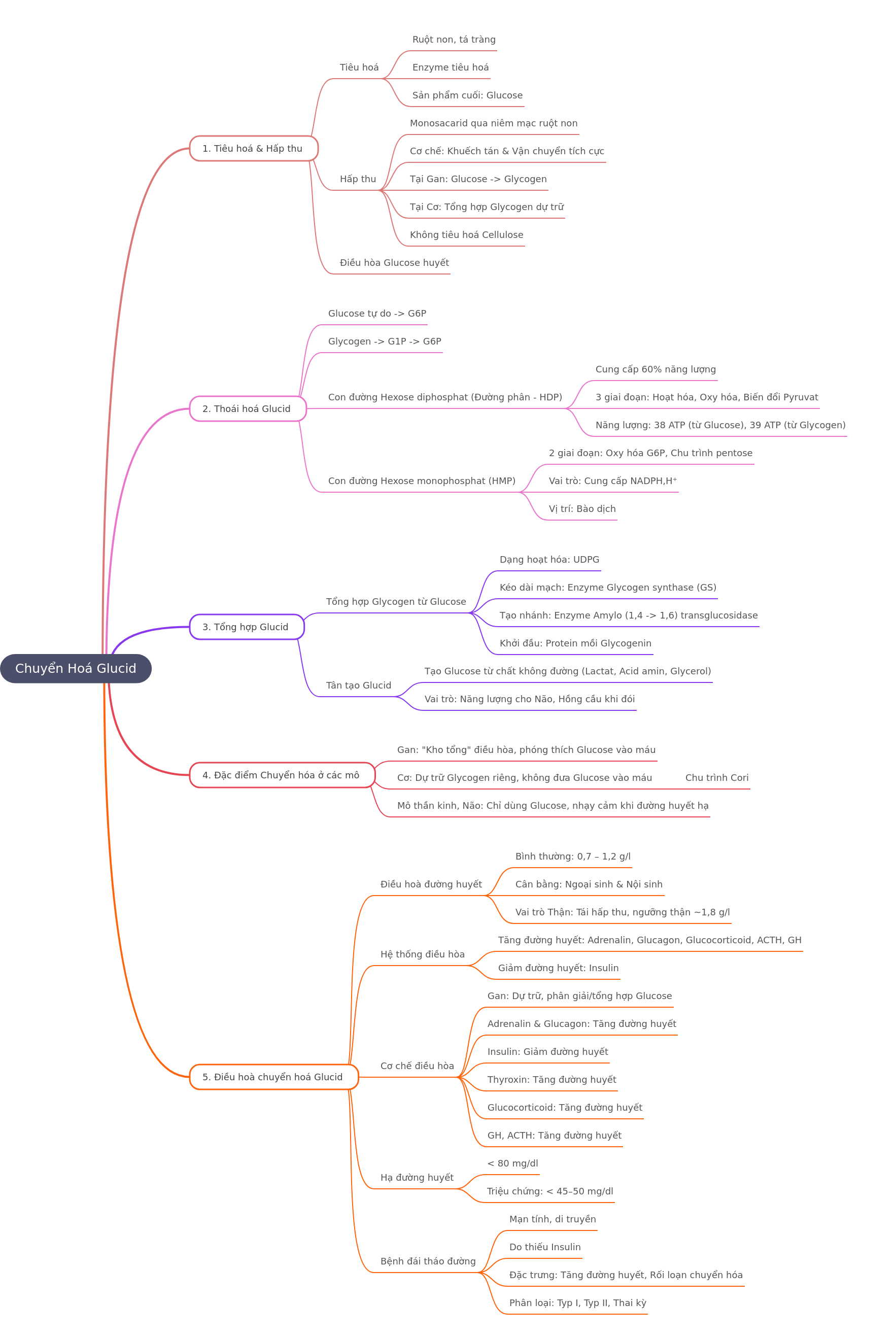 Carbohydrate Metabolism: Digestion, Synthesis, Regulation